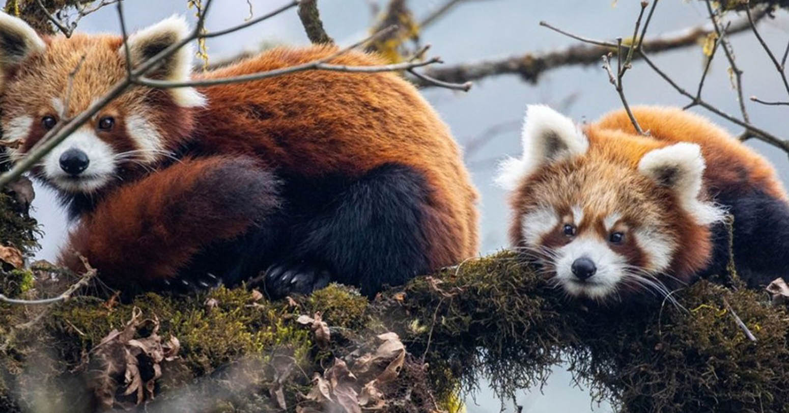 इलाममा रेडपाण्डा महोत्सव