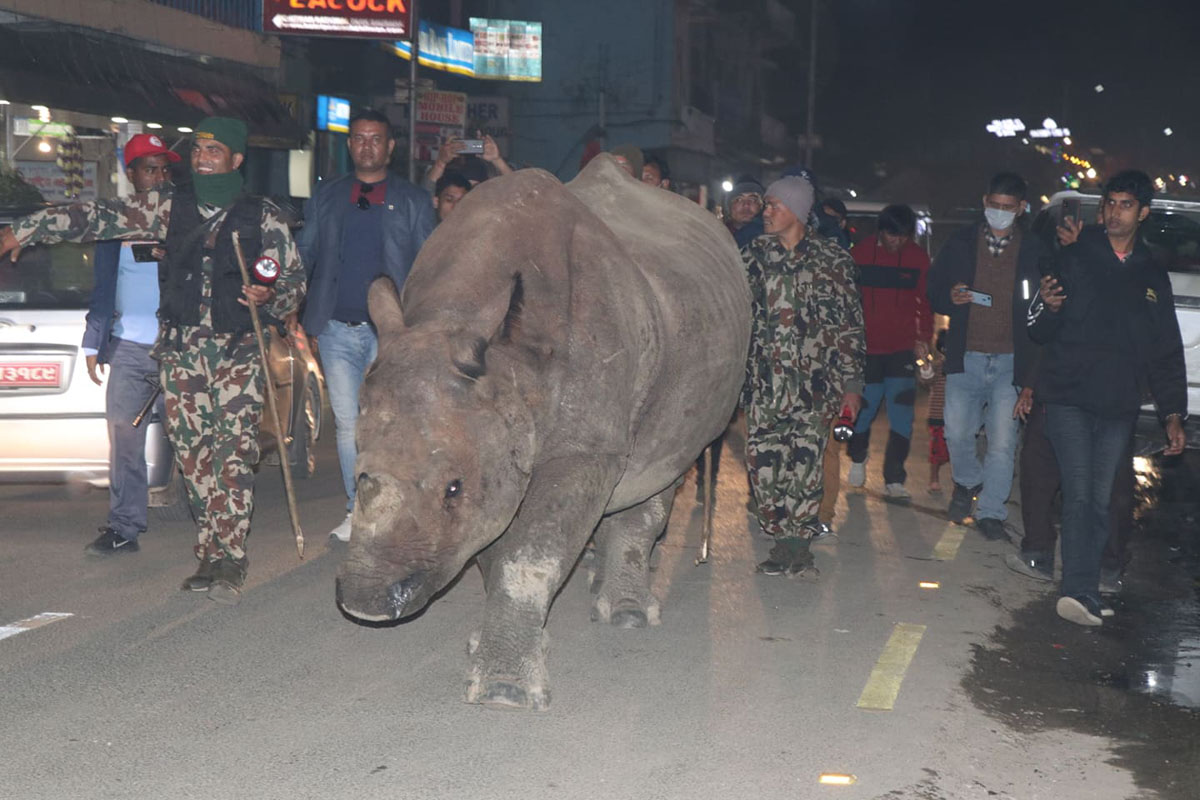 ओली बसेको होटलमा गैंडा आइपुगेपछि...