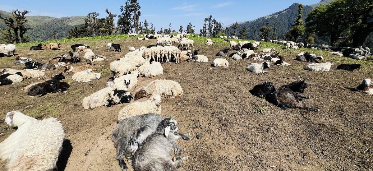 भेडापालनबाट वार्षिक ४० लाख आम्दानी गर्दै सन्तोष