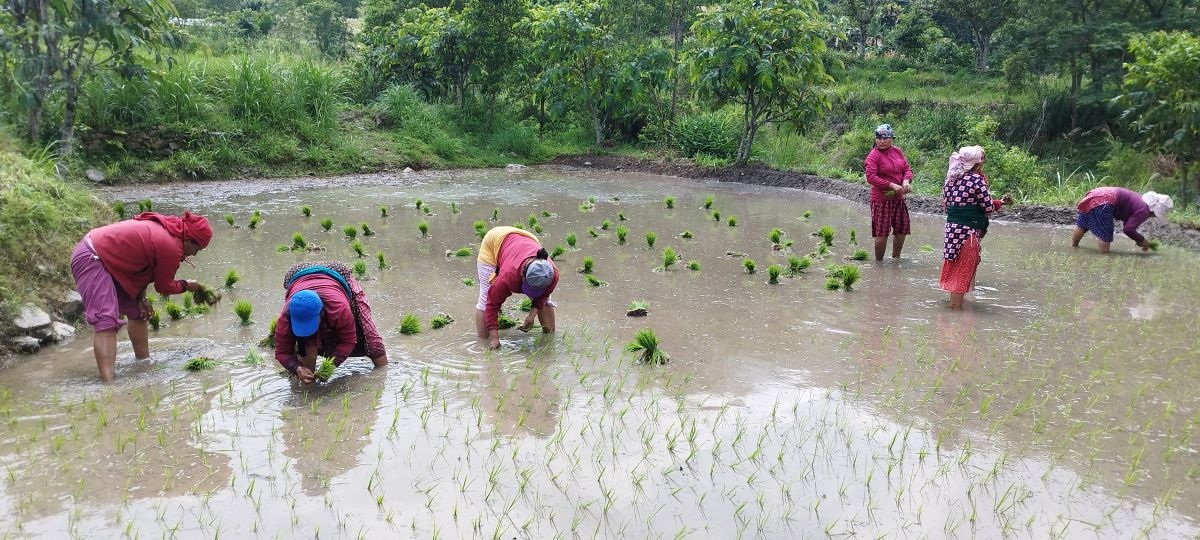 बदलिँदो मौसमले फेरिएको किसानको 'क्यालेन्डर'