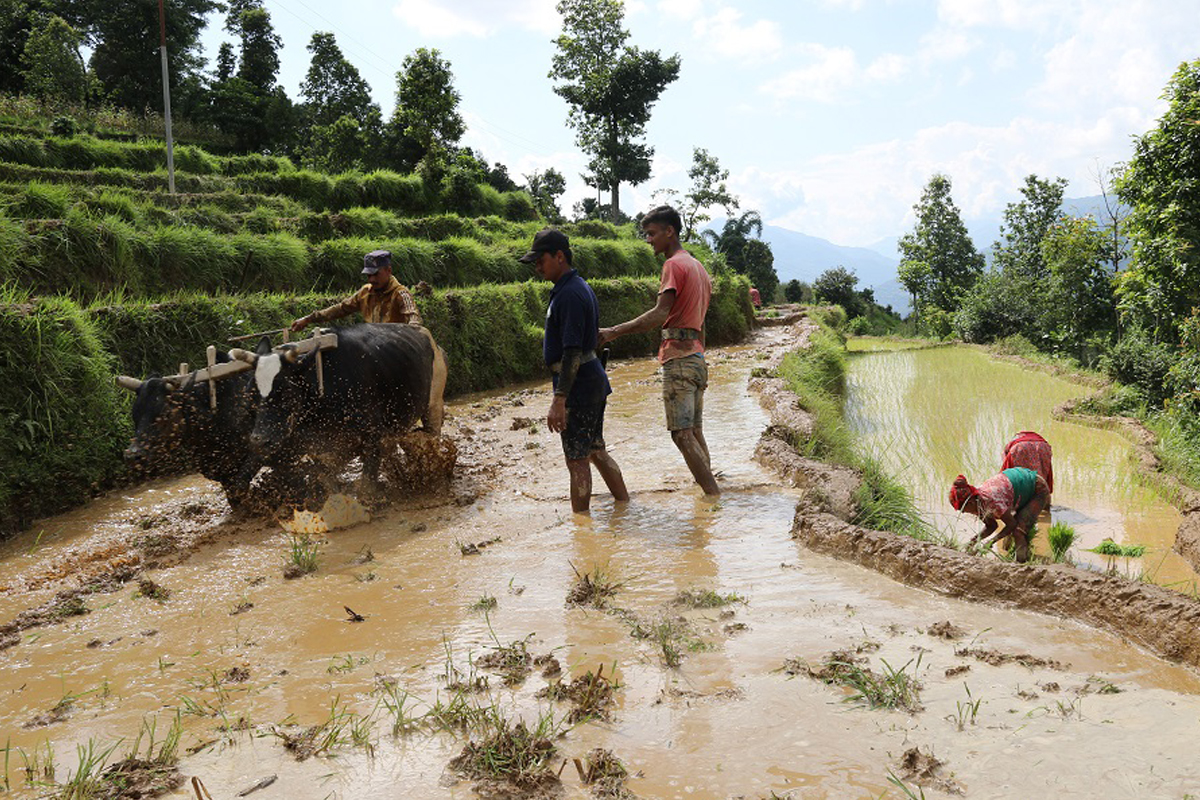 प्रदेश १ मा ७८ प्रतिशत रोपाइँ