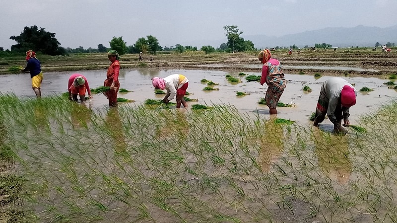 धान रोपाइँ गर्दै राप्तिका किसान