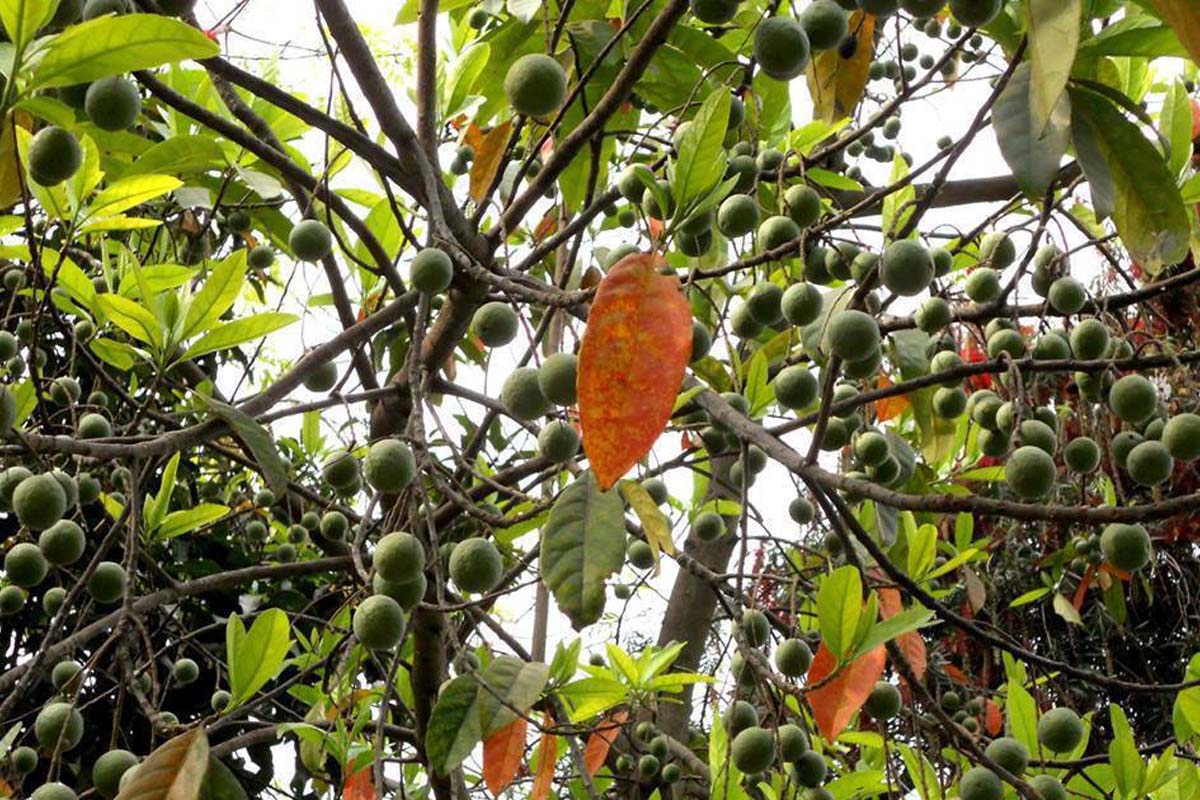 कोरोनाले थन्कियो अर्बौंको रुद्राक्ष
