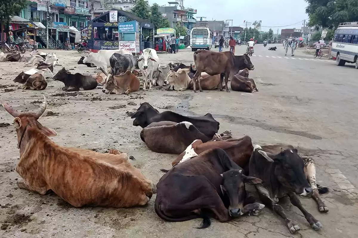 महोत्तरीका सहरी क्षेत्रमा छाडा पशुको जगजगी