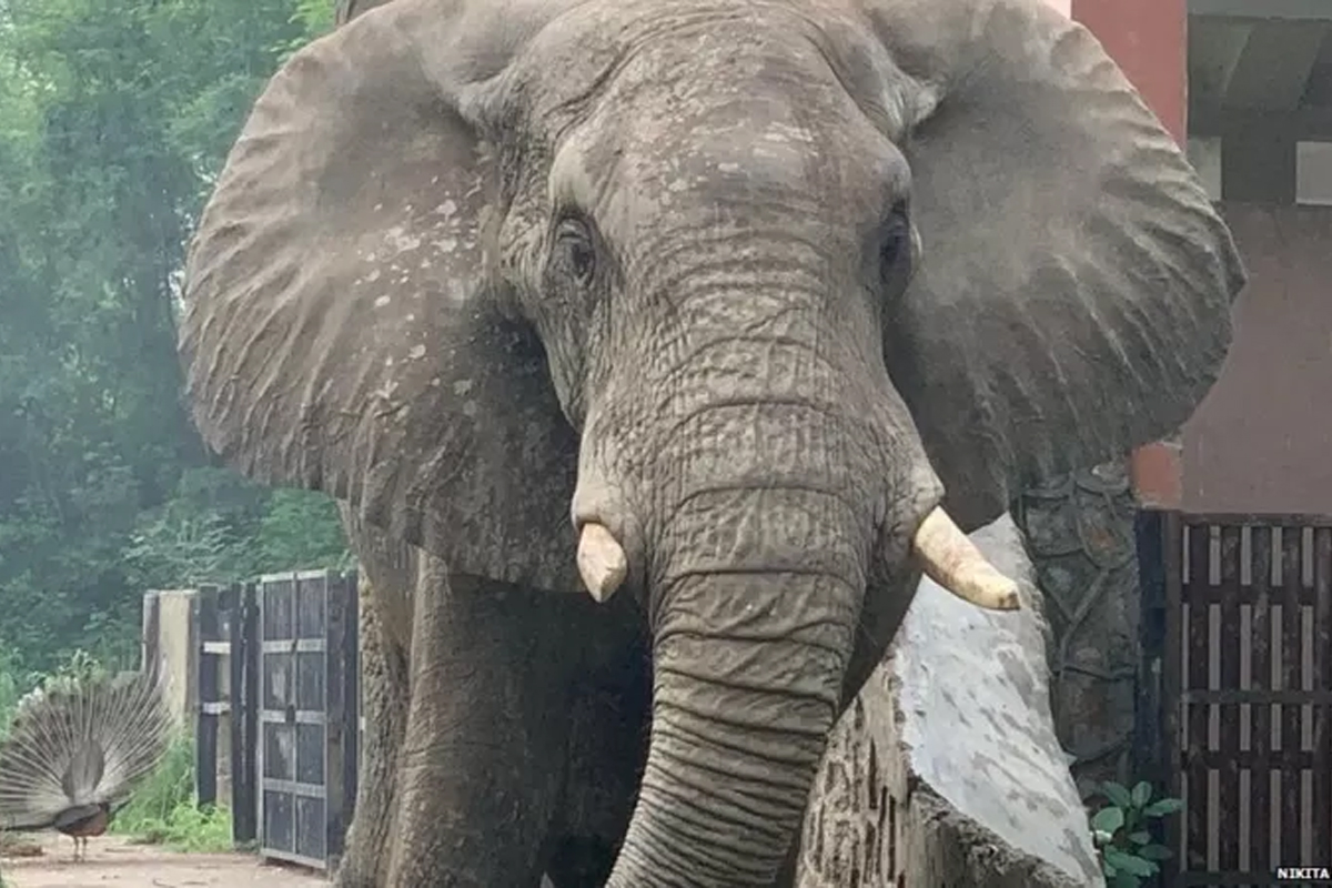 १६ वर्षे किशोरी निकिता, जो एउटा हात्तीको एक्लोपन हटाउन लागिपरेकी छन्