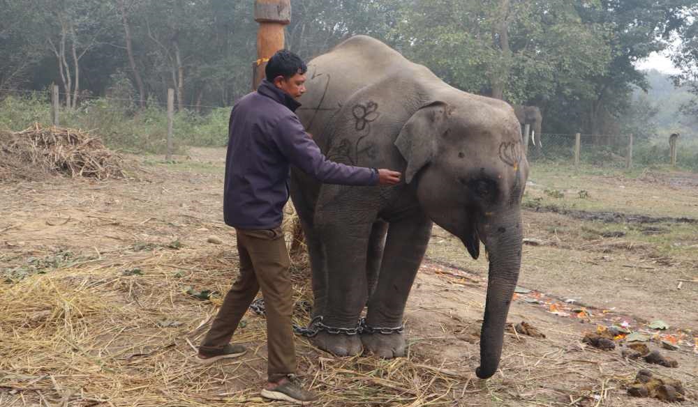 शुक्लाफाँटामा अब 'शेषचन्द्र'ले घुमाउँछ पर्यटक