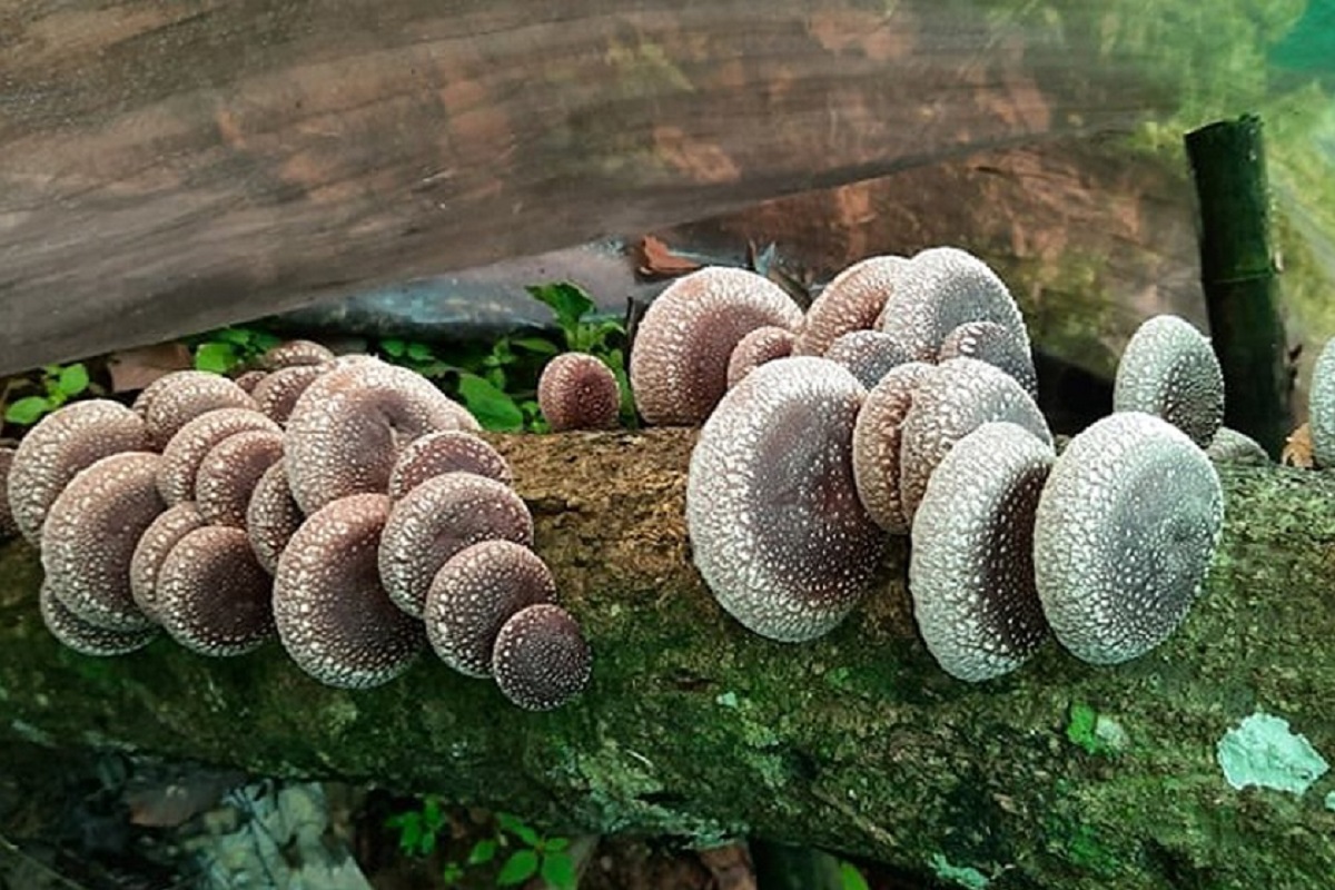 सिताके च्याउ उत्पादनतर्फ युवाको आकर्षण