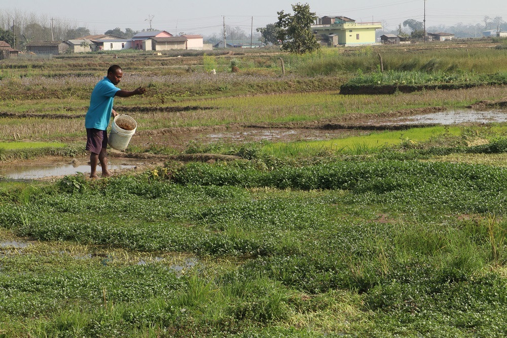 खोले साग बेचेर मासिक लाख कमाउँदै कावासोती-७ का लक्ष्मी महतो
