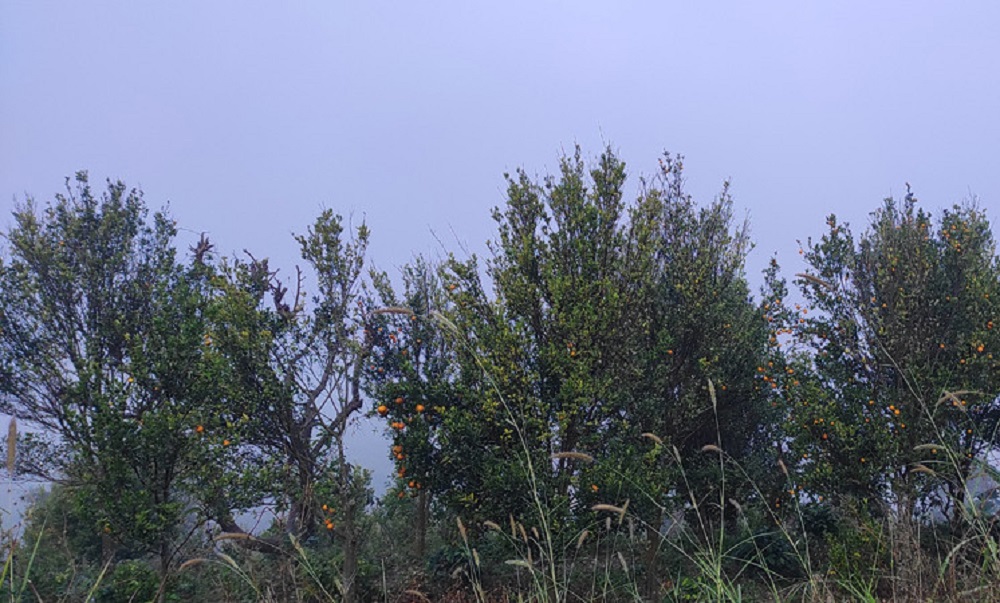 लमजुङमा सुन्तला उत्पादनमा ह्रास