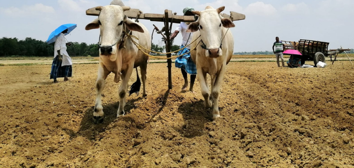 सुनसरीका किसानलाई मकै र गहुँ छर्न भ्याइनभ्याइ