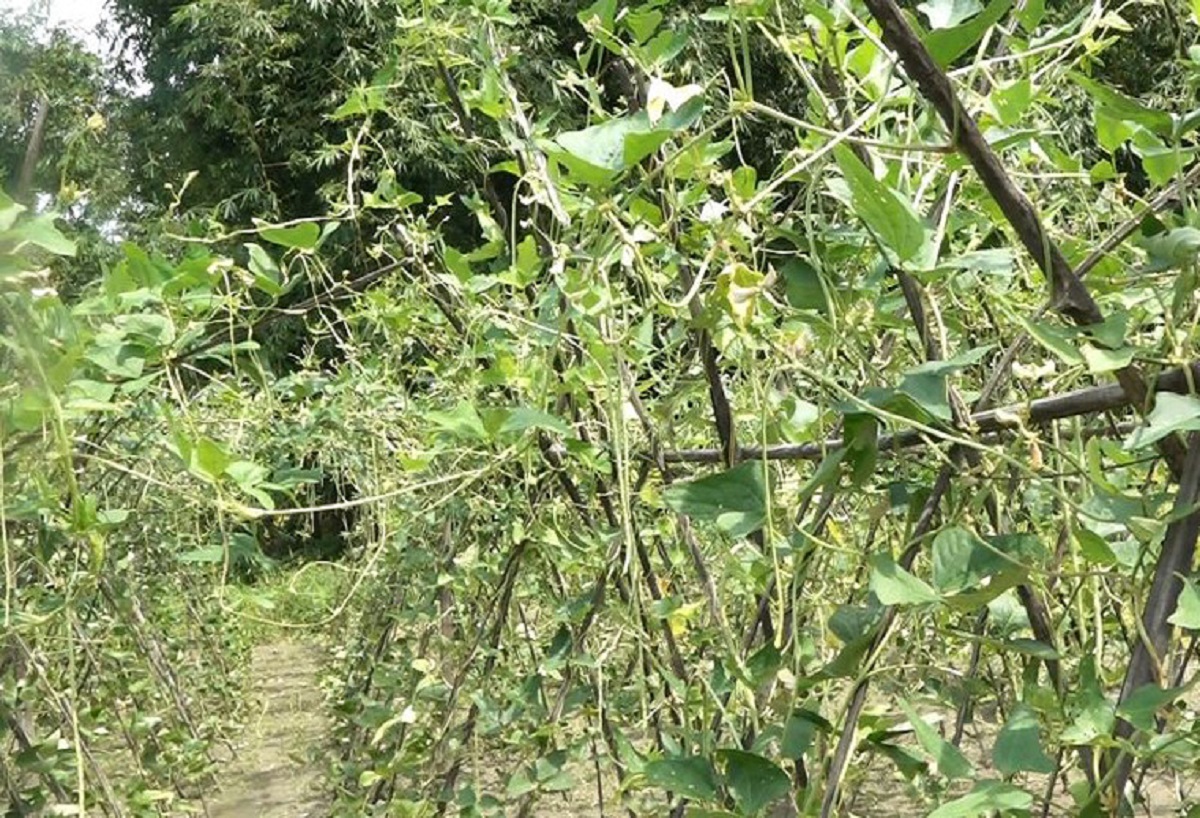 विद्यार्थी कृषि करेसारबारी कार्यक्रम लागू गर्दै विद्यालय