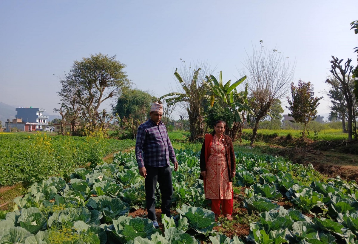 वडाध्यक्ष पोखरेलको लोभलाग्दो कृषि कर्म