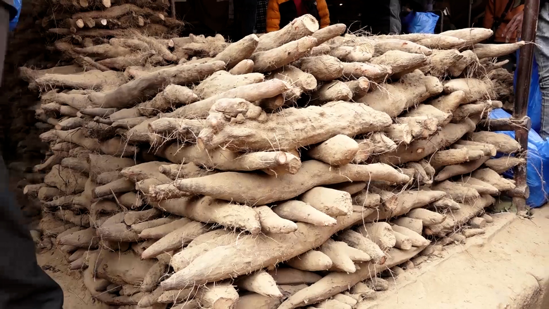 काठमाडौंमा तरुलको व्यापार बढ्यो, मूल्य बढेन [९ तस्बिरमा]