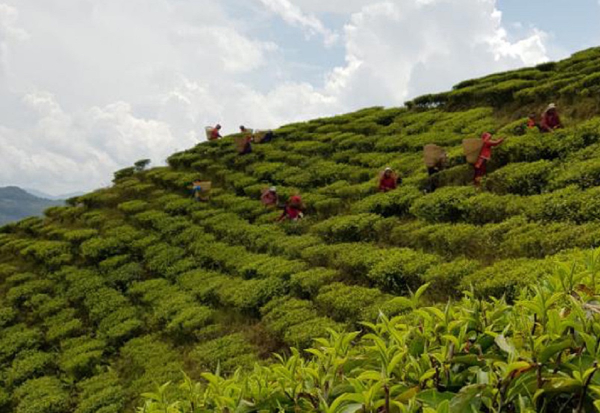 पोखरामा आकर्षण थप्दै ल्वाङ गाउँको चियाबारी