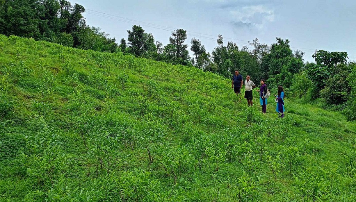 विद्यालयको वनमा चियाखेती