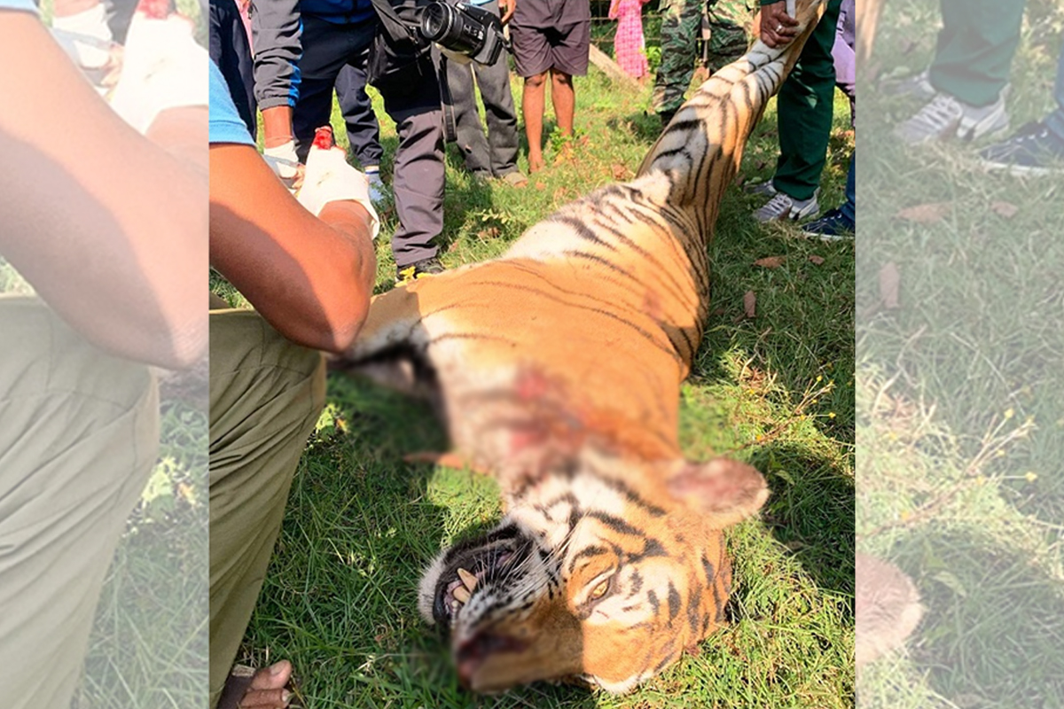 बर्दियामा पाटे बाघ मृत फेला