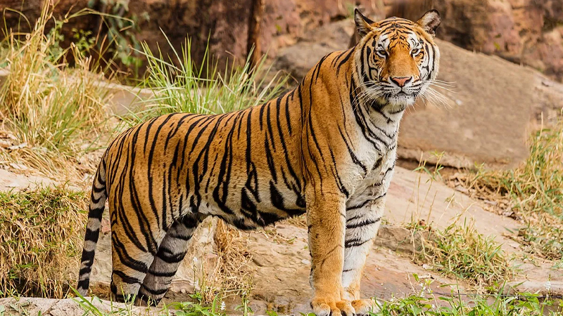 चितवनमा जंगली जनावरको आक्रमणबाट एक वर्षमा १२ जनाको मृत्यु