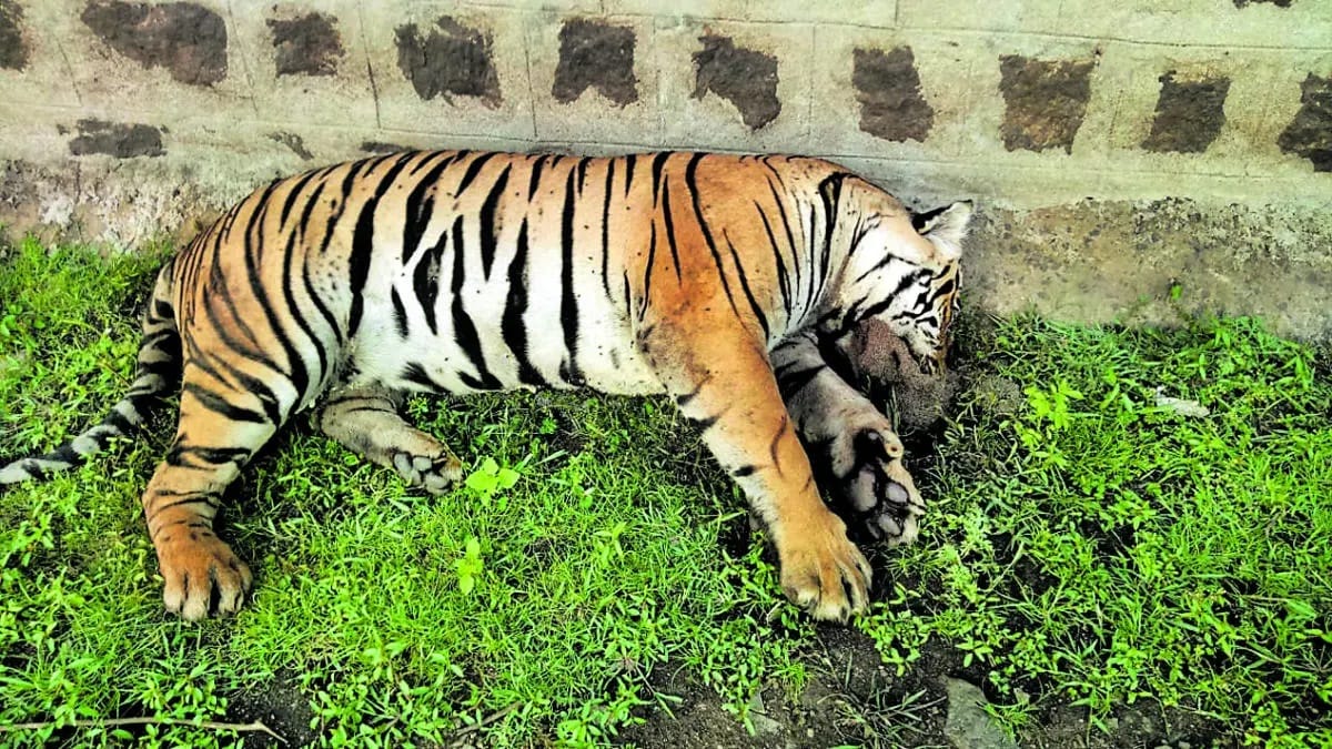 चितवनमा सात वर्षमा ३० बाघ मरे
