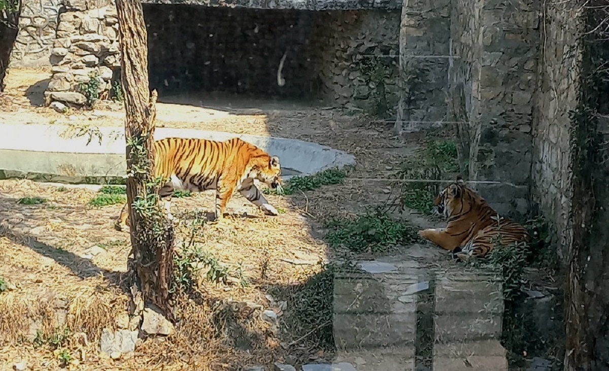 देशभरका खोरमा १९ समस्याग्रस्त बाघ, कसरी गर्ने व्यवस्थापन ?