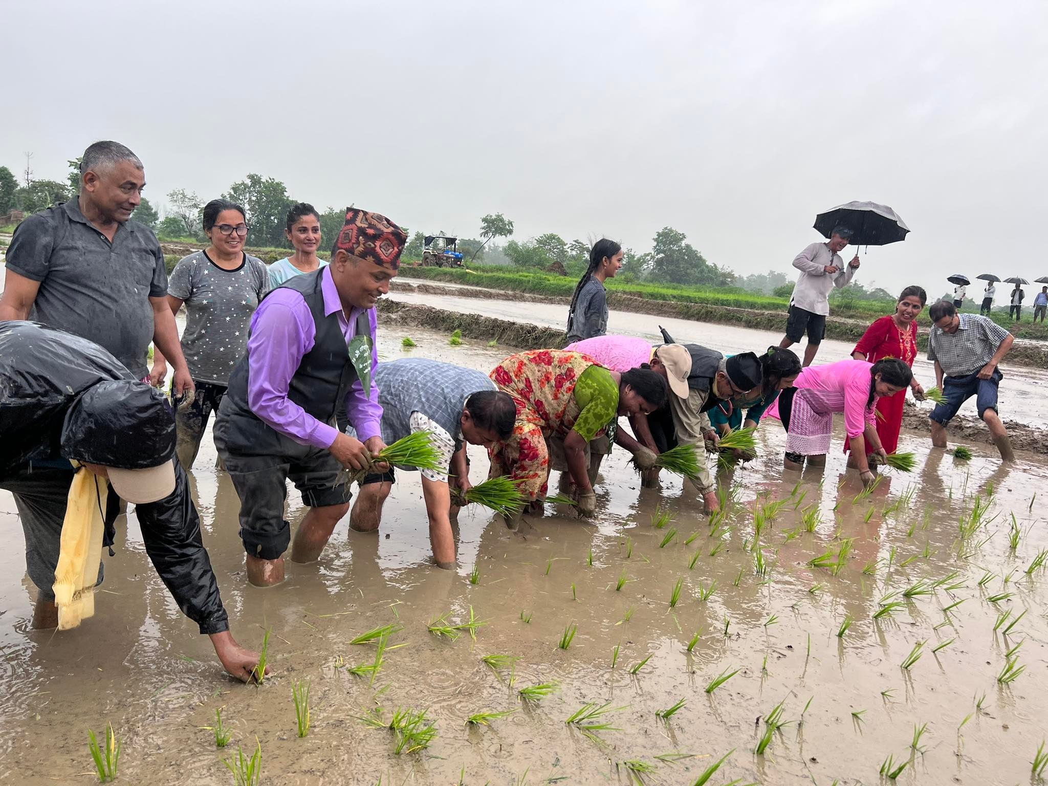 मुलुकभर हालसम्म ३५ प्रतिशत मात्रै धान रोपाइँ