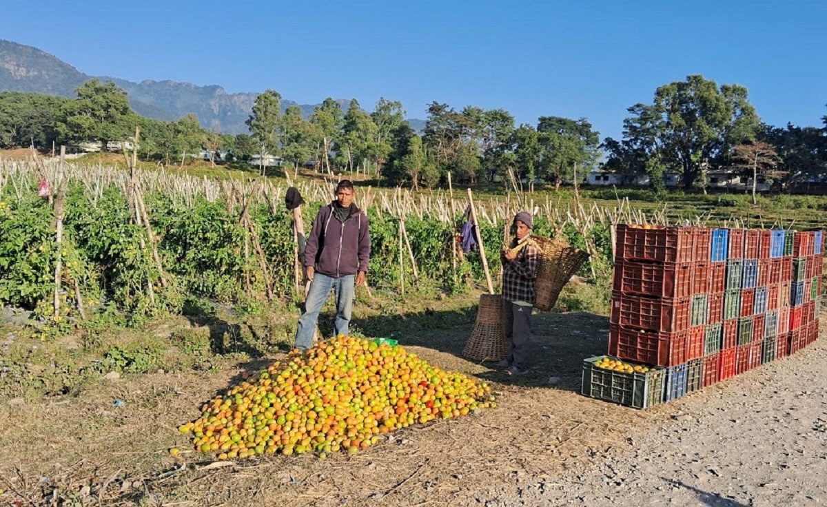 गोलभेडा बेचेर वार्षिक सात लाख नाफा