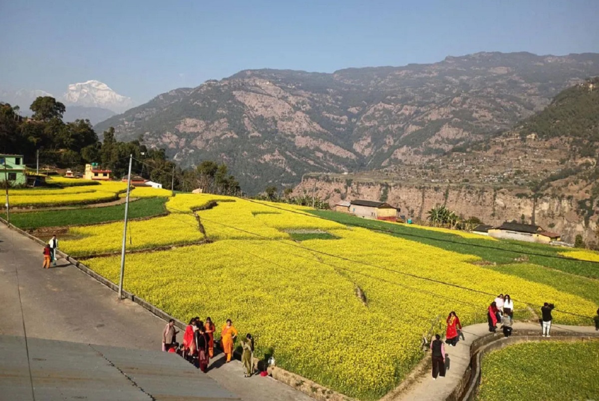 म्याग्दीको रत्नेचौरका तोरीबारीमा टिकटक बनाउनेको भीड