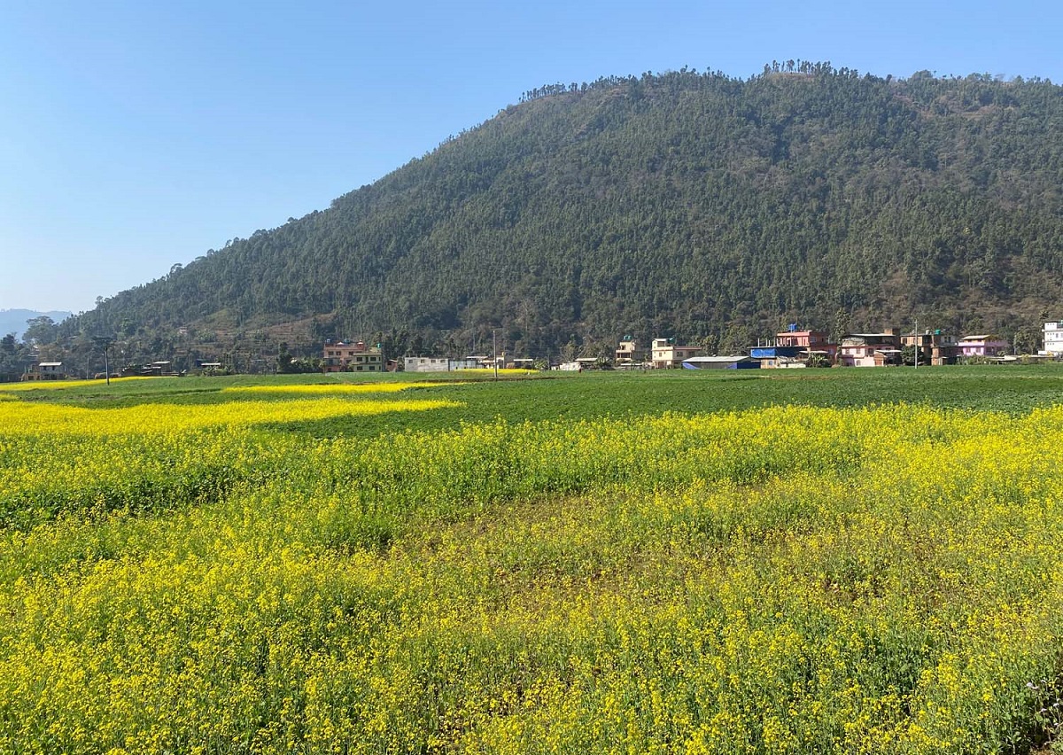 नुवाकोटको कोल्पुटार फाँटमा लगाइएको तोरी