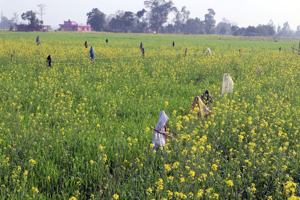 दाङमा बढ्दै तोरीको उत्पादन