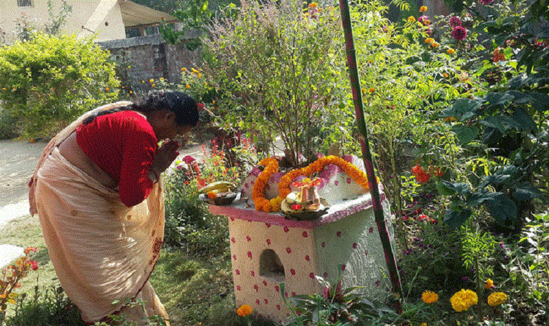 आज हरिशयनी एकादशी, घरघरमा तुलसी रोपी नारायणको पूजा गरिँदै