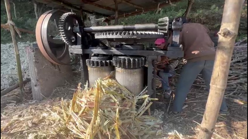 विस्थापित हुँदै उखु पेल्ने कोल