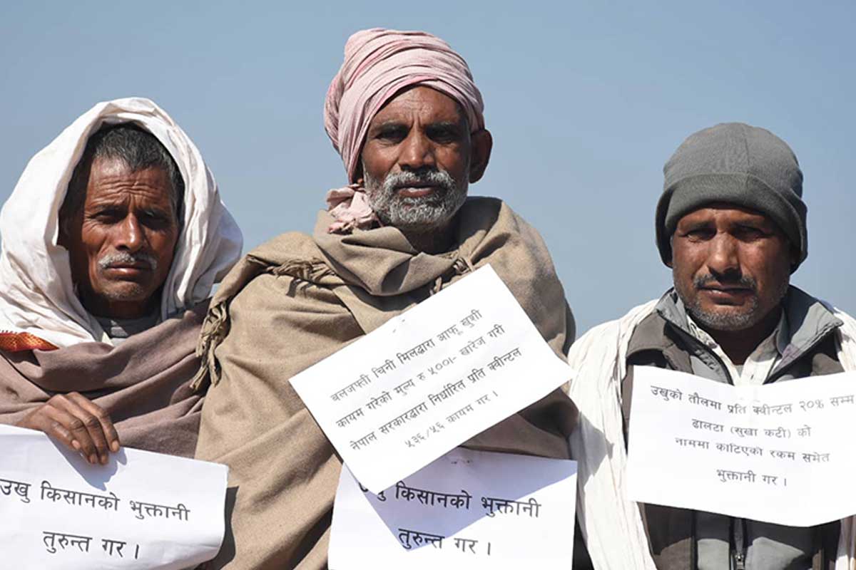 उखु किसानको ८ करोड ७० लाख रुपैयाँ भुक्तान गर्न अझै बाँकी
