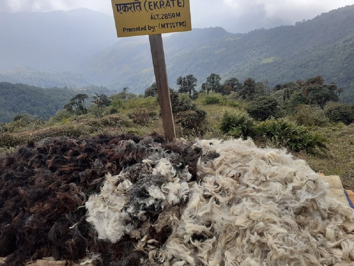 बिक्न छाड्यो भेडाको ऊन