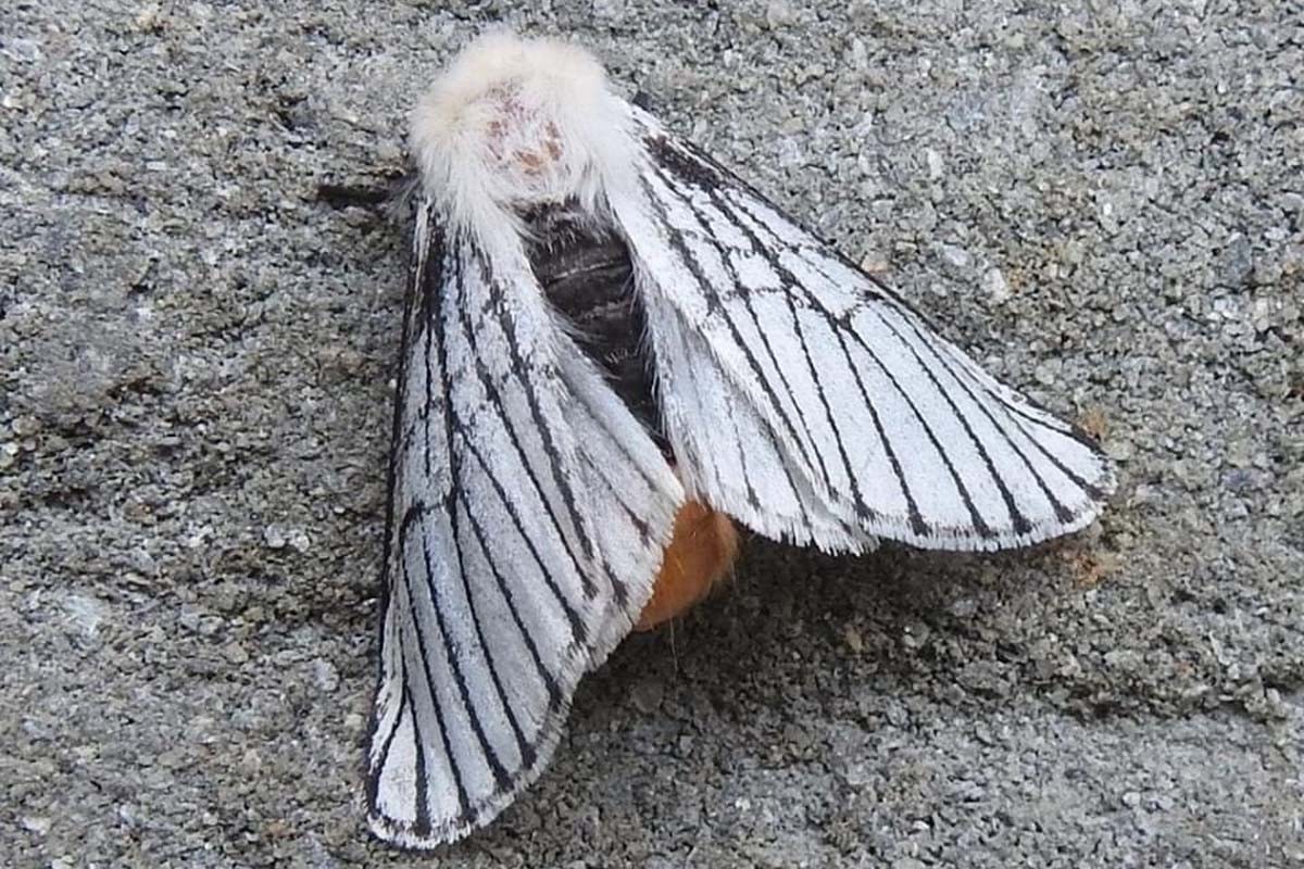 तीव्र गतिमा फैलँदैछ सापु, सातामै भेटिए सय बिरामी