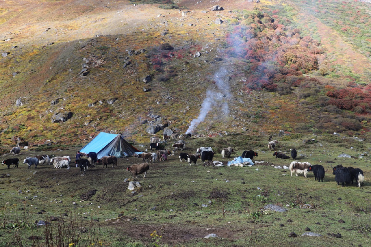 कञ्चनजङ्‍घा संरक्षण क्षेत्रमा चौँरी र याकको बीमा
