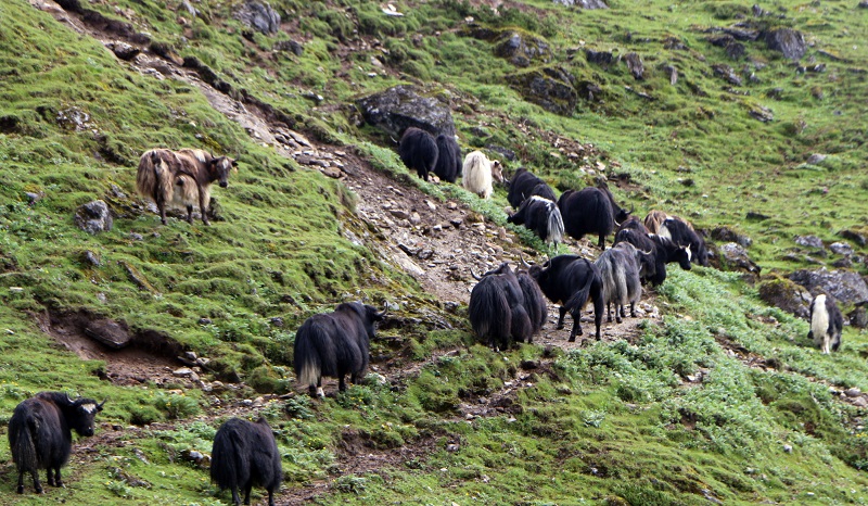 गोठबाट चरन क्षेत्र तिर जाँदै गरेका याकहरु