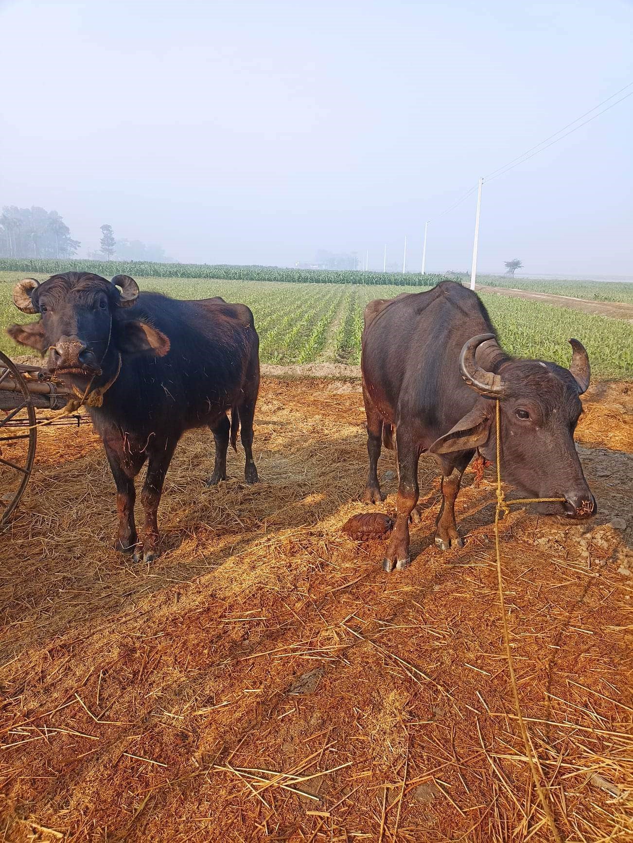 दसगजामा समातिए राँगा चोर